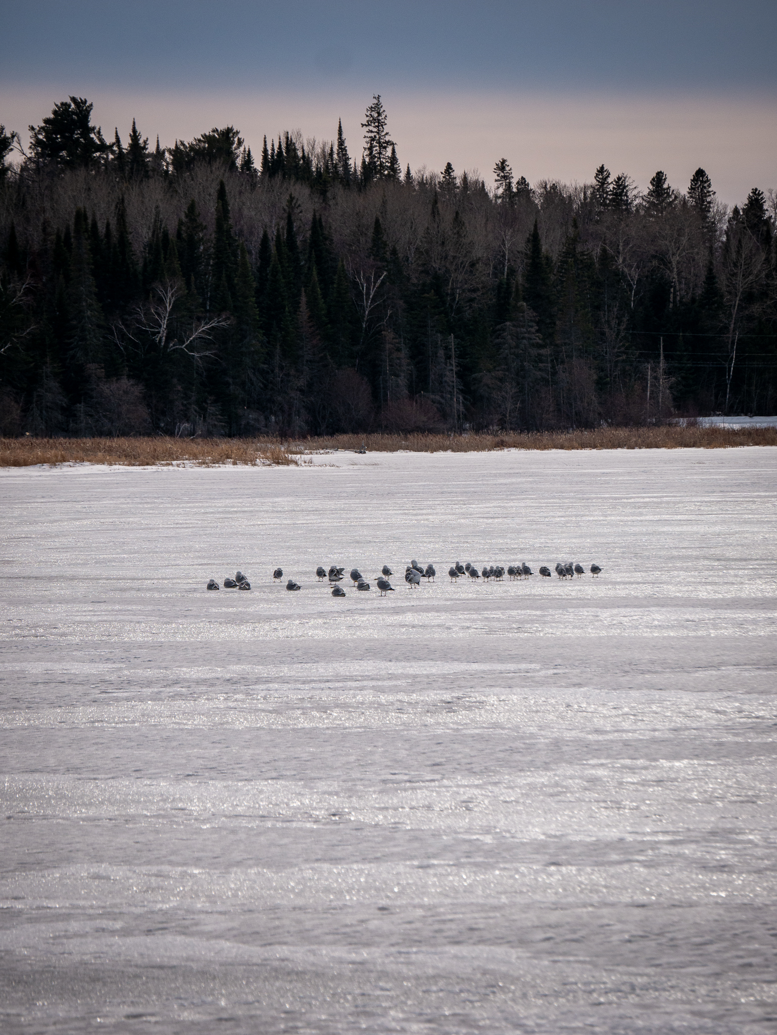 26-04-09 - Seagulls-1