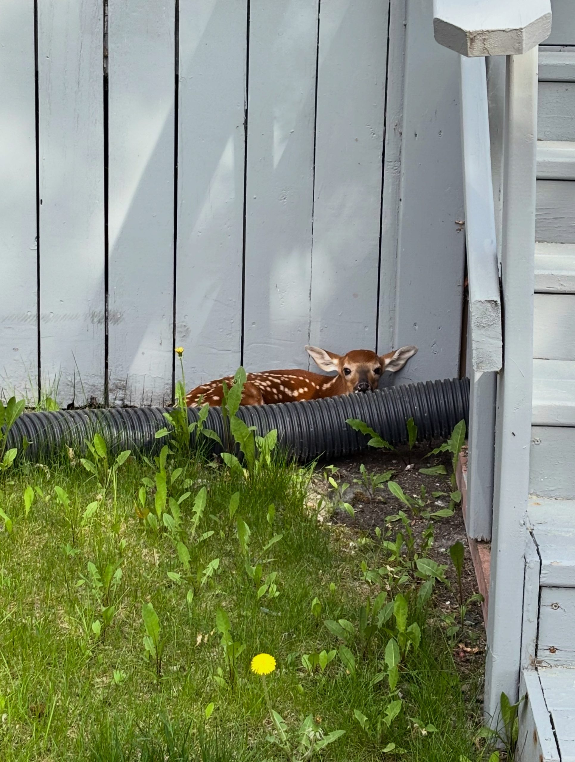 26-06-03 Fawn